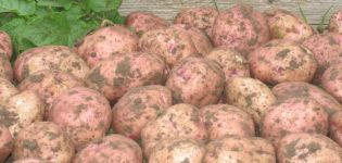 Popis odrůdy brambor Ilyinsky, její vlastnosti a výnos