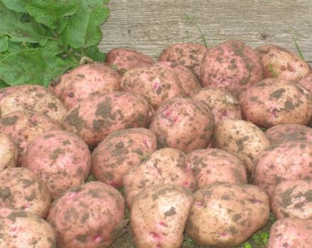 Beschrijving van de Ilyinsky-aardappelvariëteit, zijn kenmerken en opbrengst
