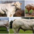 وصف وخصائص الأبقار البلجيكية الزرقاء ومحتواها
