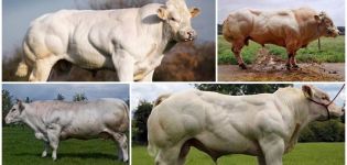 Description and characteristics of cows of the Belgian blue breed, their content