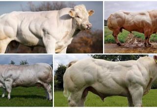 Descrizione e caratteristiche delle mucche della razza blu belga, il loro contenuto