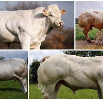 Descripción y características de las vacas de la raza azul belga, su contenido.
