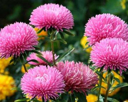 Growing, planting and caring for asters in the open field