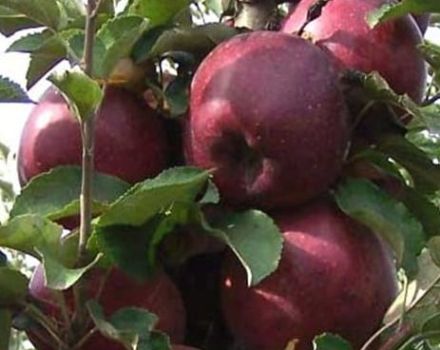 Opis oskudne sorte jabuka Kubanskoe Crimson i karakteristike, prednosti i nedostaci