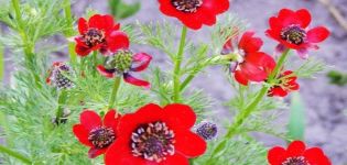 Regler for plantning og pleje af sommeradonis, blomster og sorter