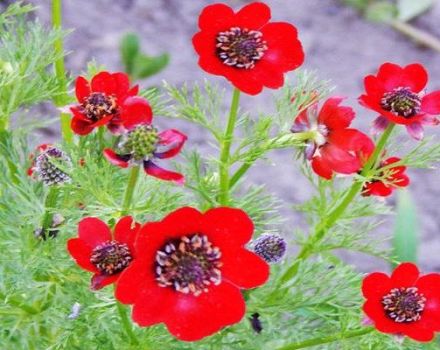 Pravidlá výsadby a starostlivosti o letné Adonis, pestovanie kvetov a odrôd