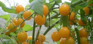 Opis odmiany pomidora Summer Sun, jej właściwości i plon