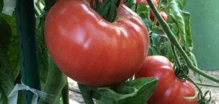 Pomidorų veislės charakteristika ir aprašymas Sodo stebuklas