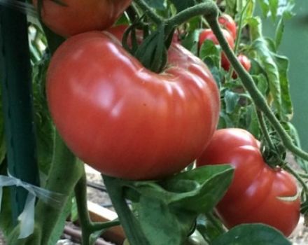Characteristics and description of the tomato variety Miracle of the garden