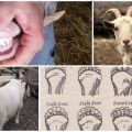 Sådan bestemmes en gedes alder ved tænder, horn og udseende og forkerte metoder