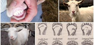 Kako utvrditi starost koze po zubima, rogovima i izgledu i pogrešnim metodama