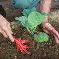 Làm thế nào và khi nào để bó bắp cải đúng cách sau khi trồng xuống đất