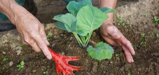 Wie und wann man Kohl nach dem Einpflanzen in den Boden richtig zusammenkauert