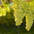 Beskrivelse og historie af udvælgelse af Sauvignon-druer, plantemetoder og regler for pleje