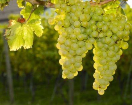 Beschrijving en geschiedenis van de selectie van Sauvignon-druiven, plantmethoden en zorgregels