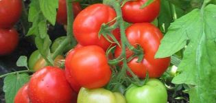 Burkovsky domates çeşidinin erken tanımı ve özellikleri