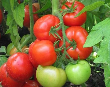 Description of the tomato variety Burkovsky early and its characteristics