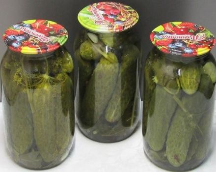 TOP 12 recepten voor krokante komkommers zonder sterilisatie in kloosterstijl voor de winter