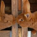 Warum das Kaninchen das Kaninchen nicht hereinlassen will, mögliche Gründe und was zu tun ist