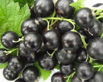 Description and characteristics of the Ilyinka currant variety, planting and care