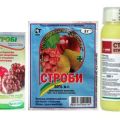 Instructions for the use of the fungicide Strobi for the treatment of grapes and the waiting period