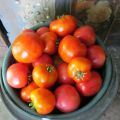 Kenmerken en beschrijving van de tomatenvariëteit Family, de opbrengst