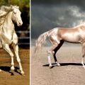 Características de los caballos Akhal-Teke y reglas de mantenimiento, cuánto cuesta.