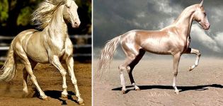 Akhal-Teke-hevosten ominaisuudet ja ylläpitosäännöt, kuinka paljon se maksaa