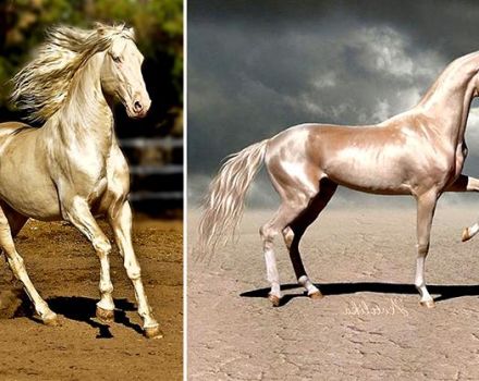 Característiques dels cavalls Akhal-Teke i normes de manteniment, quant costa