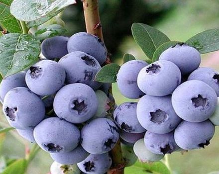Beskrivelse og karakteristika for Duke-blåbærsorten, plantning og pleje