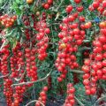 Egenskaber og beskrivelse af sødkirsebærtomatsorten, udbytte og dyrkning