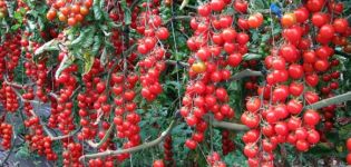 Kenmerken en beschrijving van de zoete cherrytomatenvariëteit, opbrengst en teelt