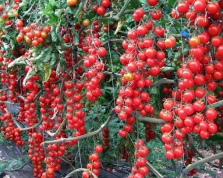 Tatlı kiraz domates çeşidinin özellikleri ve tanımı, verimi ve yetiştiriciliği