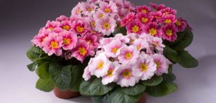 Description of the types of indoor primrose, growing and care at home