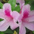 Regels voor het thuis kweken en verzorgen van rododendron