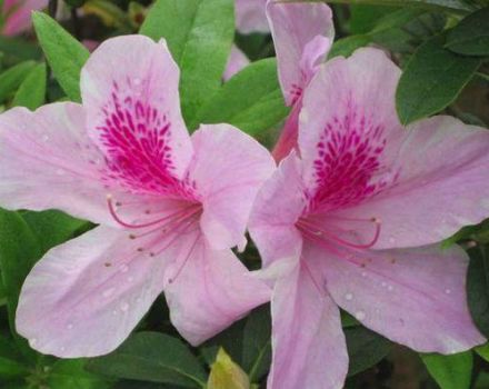 Rules for growing and caring for rhododendron at home