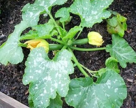 Control measures and treatment of powdery mildew on zucchini: how and what to process