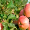 Avenarius elma çeşitlerinin artıları ve eksileri, kışa dayanıklılık ve yetiştirme bölgelerinin özellikleri