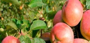 Obuolių veislių „Avenarius“ privalumai ir trūkumai, žiemos kietumo ir auginimo regionų ypatybės
