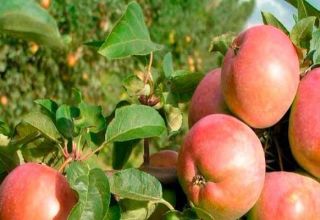 Pros and cons of apple varieties Avenarius, characteristics of winter hardiness and growing regions