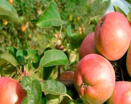 Voors en tegens van appelrassen Avenarius, kenmerken van winterhardheid en groeiregio's