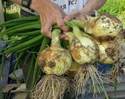 Czas, w którym musisz usunąć cebulę z ogrodu na Uralu