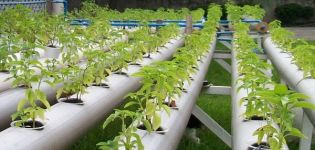 Pestovanie paradajok v hydroponii, výber riešenia a najlepších odrôd