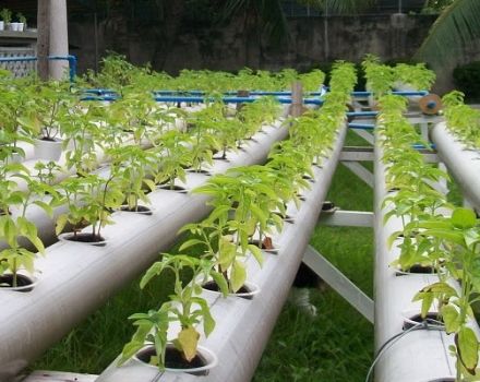Kasvattaa tomaatteja vesiviljelytuotteissa, valita ratkaisu ja parhaat lajikkeet