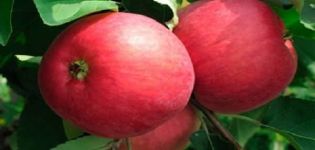 Descrizione della varietà di pomodoro Vano, sue caratteristiche e resa
