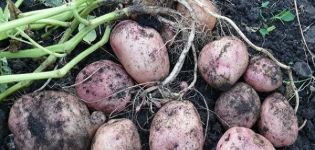 Pikaso kartupeļu šķirnes apraksts, tās īpašības un raža