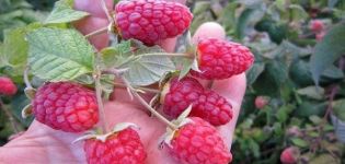 Proper care of raspberries in July and August after harvest