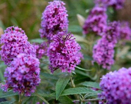 Planting, growing and caring for buddleya in the open field, description of varieties
