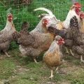 Legbar tavuk cinsinin tanımı ve özellikleri, yetiştirme ve bakım kuralları