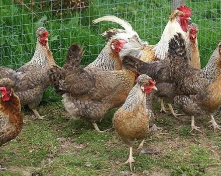 Description and characteristics of the Legbar chicken breed, breeding and care rules